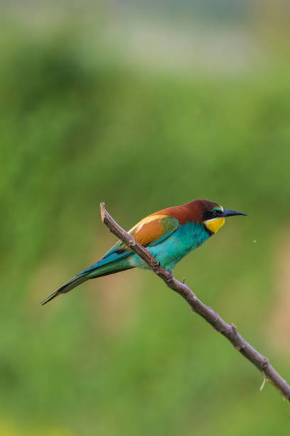 istock European Bee-Eater on green background 1214909285