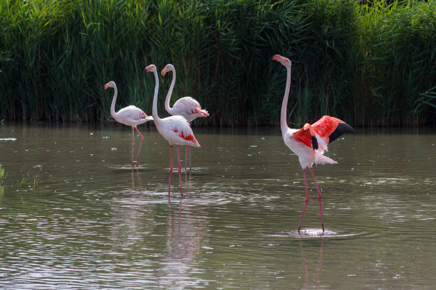 famiglia di fenicotteri rosa arroccata sull'acqua di un lago pronto a prendere il volo. concetto di fauna selvatica. - length south high up climate foto e immagini stock