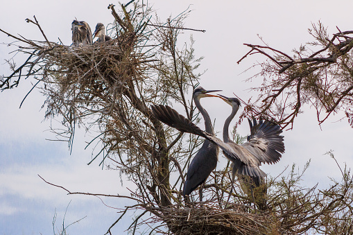 Grey heron, Ardea cinerea, nesting time. Wildlife animal scene from nature. Spring nesting time with bird.Concept wild.