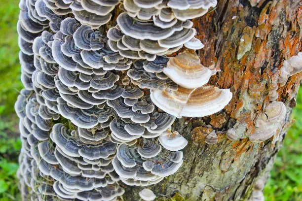 Photo of Trametes versicolor. Lots of tree mushrooms on the surface of the bark of a tree trunk.