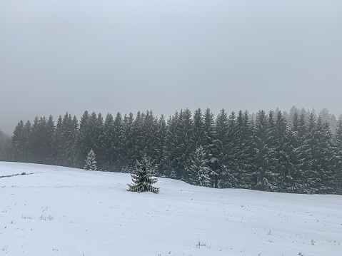 Trees in the fog and snow background