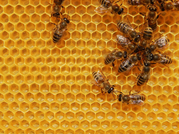 abeja en panales con rodajas de miel de néctar en las células. - frame drum fotografías e imágenes de stock