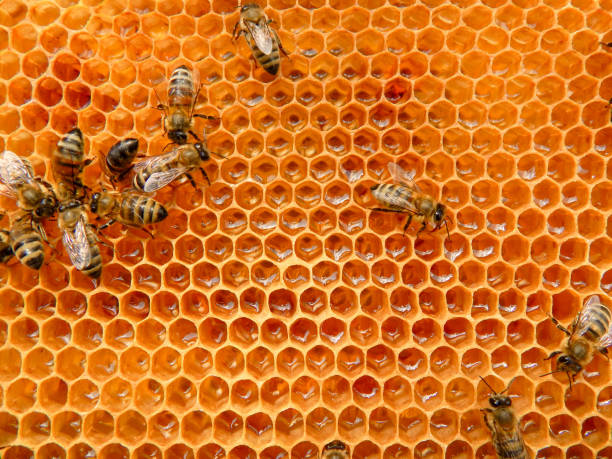 istock bee on honeycombs with honey slices nectar into cells. 1214911024