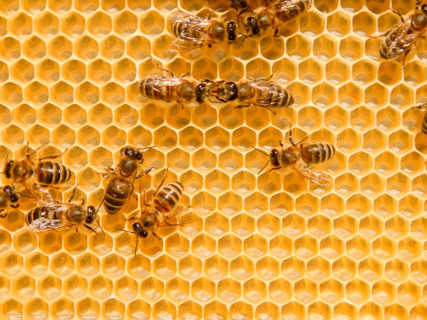 istock bee on honeycombs with honey slices nectar into cells. 1214911079