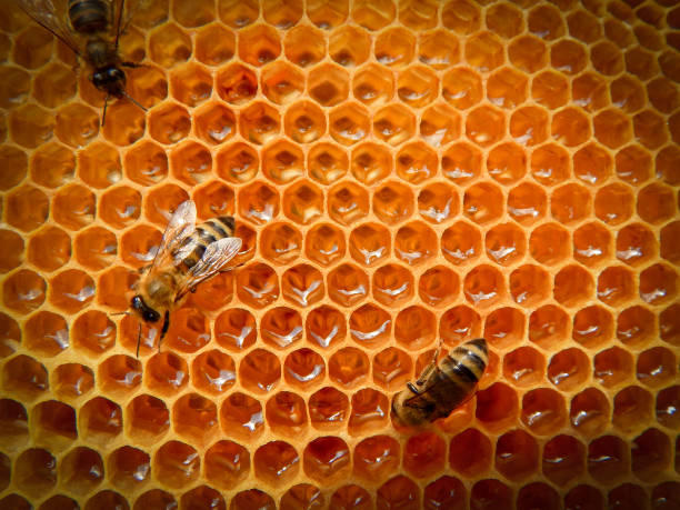 istock bee on honeycombs with honey slices nectar into cells. 1214911109