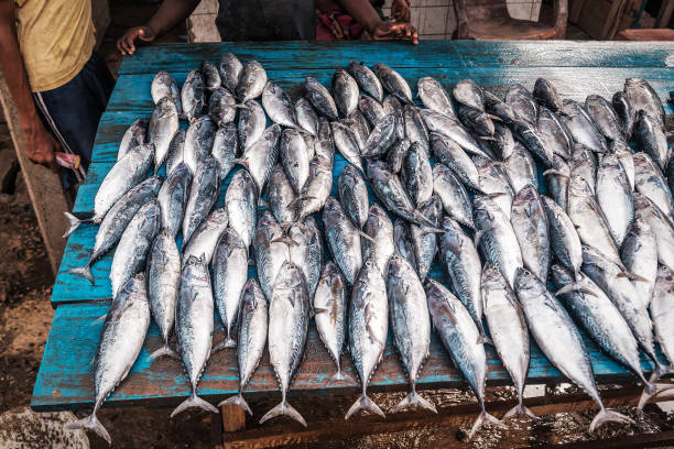 fresh fish on the tropical fish market fresh tuna fish on the tropical fish market skipjack stock pictures, royalty-free photos & images