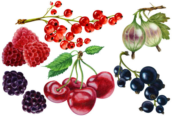 набор спелой малины, красной смородины, ягод черной смородины, вишни, ежевики, крыжовника, акварели. - currant gooseberry red currant red stock illustrations