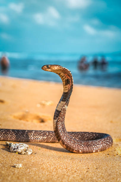 cobra selvaggio sulla spiaggia - snake cobra egyptian cobra poisonous organism foto e immagini stock