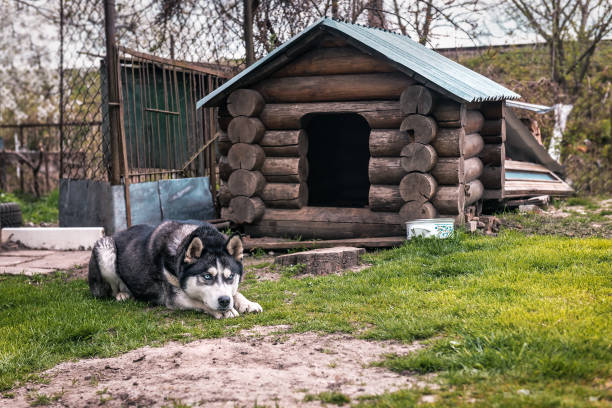 istock cute husky lying near the kennel 1214915232