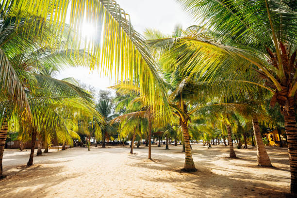 istock beautiful Palm Beach of  Zanzibar 1214917893