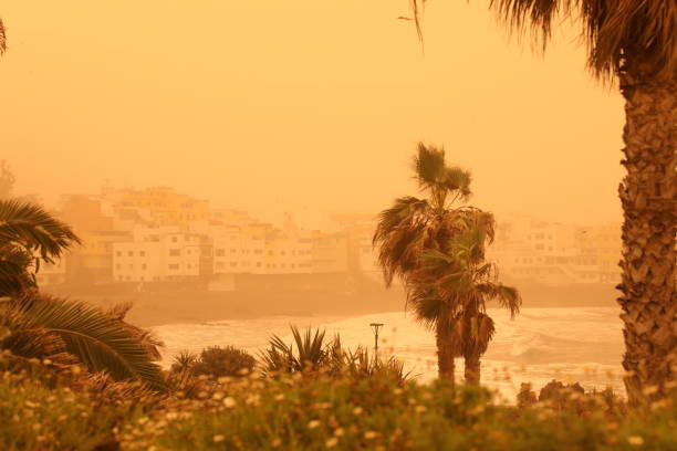 palm trees and buildings on the beach of canarian island. calima sand wind with dust from africa. calima sandstorm on canary islands. tenerife, puerto de la cruz, playa jardin - teresitas imagens e fotografias de stock