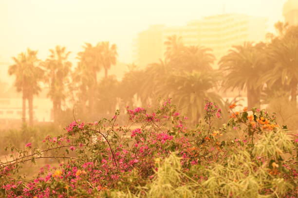 palm trees and buildings on the beach of canarian island. calima sand wind with dust from africa. calima sandstorm on canary islands. tenerife, puerto de la cruz, playa jardin - teresitas imagens e fotografias de stock