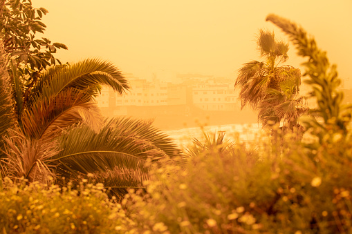 Palm trees and buildings on the beach of canarian island. Calima sand wind with dust from Africa. Calima sandstorm on Canary Islands. Tenerife, Puerto de la Cruz, Playa Jardin.