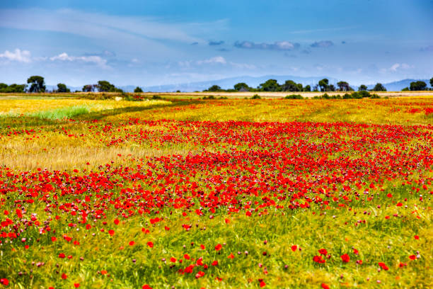 istock Poppies field with blue sky 1214918872