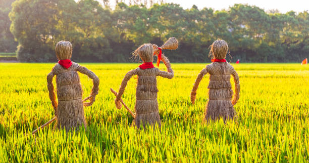840+ Scarecrow In Rice Paddy Field Stock Photos, Pictures & Royalty ...