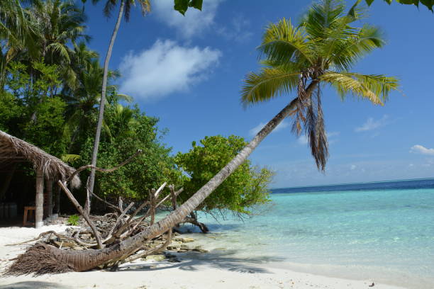 istock Maldives summer palm tree on the beach 1214918991
