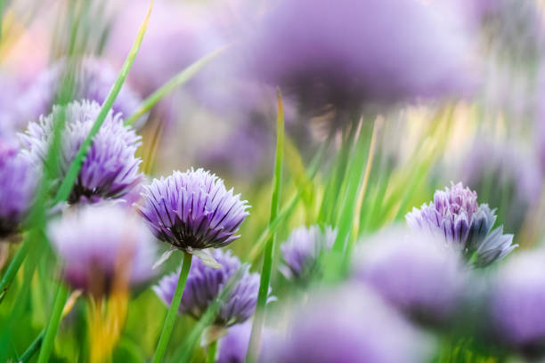 Chive flowers on colorful background or bokeh Chive flowers on colorful background or bokeh. Burple chives blossom with copy space. schnittlauch stock pictures, royalty-free photos & images