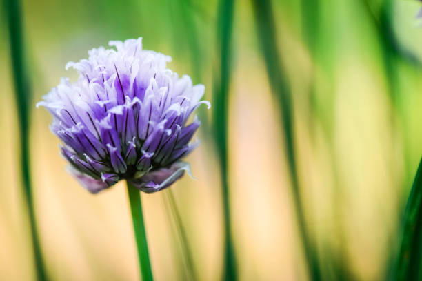 Chive flowers on colorful background or bokeh Chive flowers on colorful background or bokeh. Burple chives blossom with copy space. schnittlauch stock pictures, royalty-free photos & images