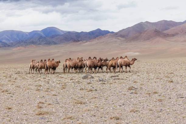 camels, camelus bactrianus, on khongoryn els in gobi gurvansaikhan national park, mongolia - bactrianus imagens e fotografias de stock