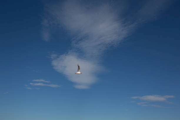 istock One seagull flying against the blue sky 1214920653