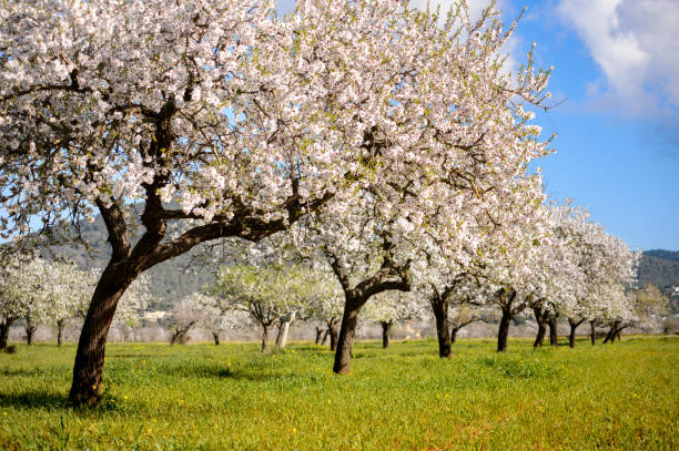 almond trees stock photo