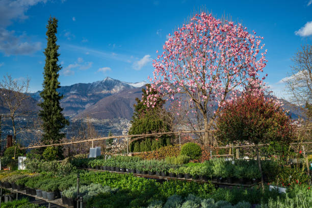 Blooming pink magnolia tree in Gambarogno, Switzerland