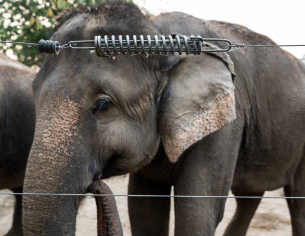 istock Elephant in captivity in Chitwan, Nepal 1214922412