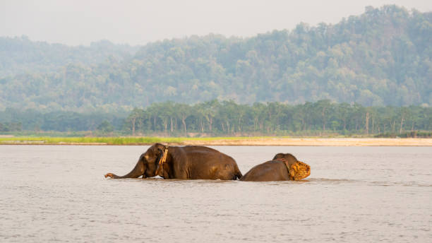 istock Elephants bathing in Chitwan national park, Nepal 1214922494