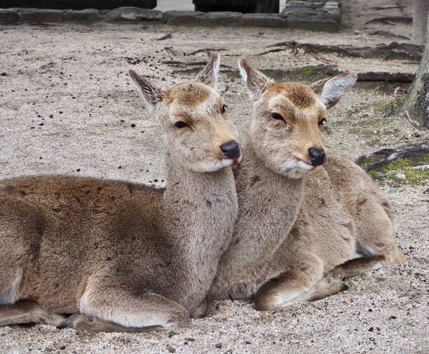 istock Love and Togetherness Deer 1214922659