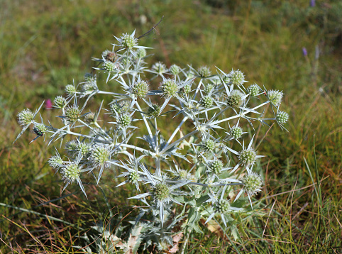 In the wild grows a thistle Eryngium Campestre, known as field eryngo, it is a species of Eryngium, which is used medicinally.