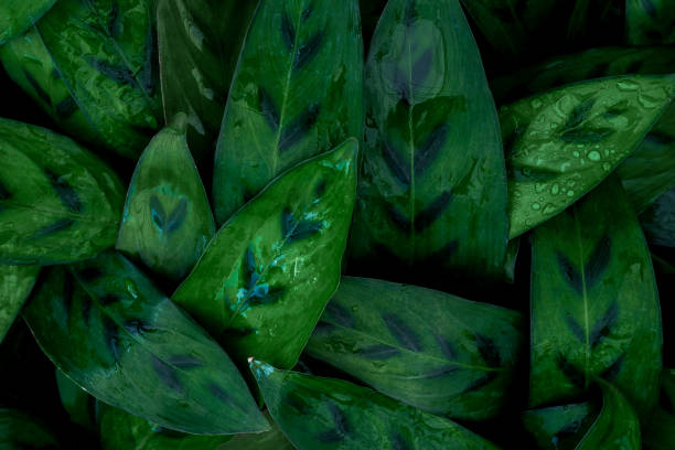 istock green leaves for background and wallpaper 1214922824