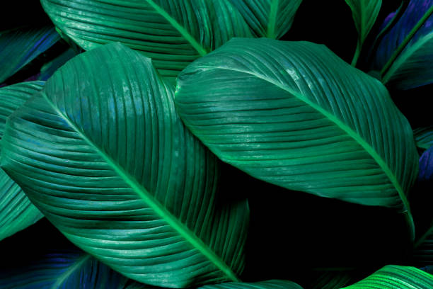 istock green leaves for background and wallpaper 1214922899