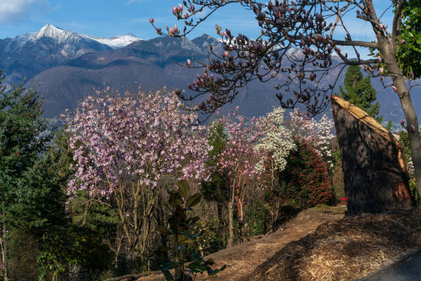 Blossoming trees from Botanical park in Gambarogno, Switzerland
