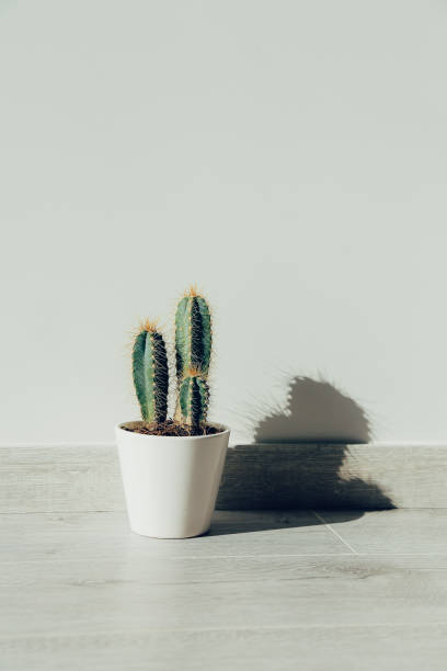 Cactus in white ceramic pot stock photo