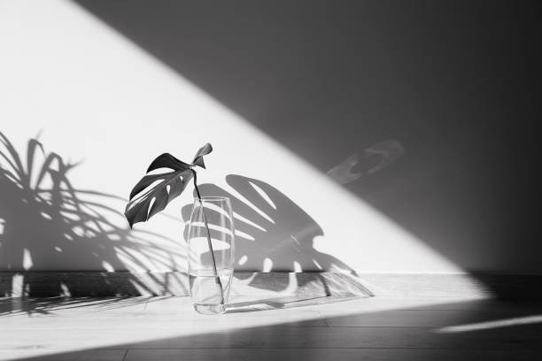 istock Shadow of the leaves on a white wall 1214923620
