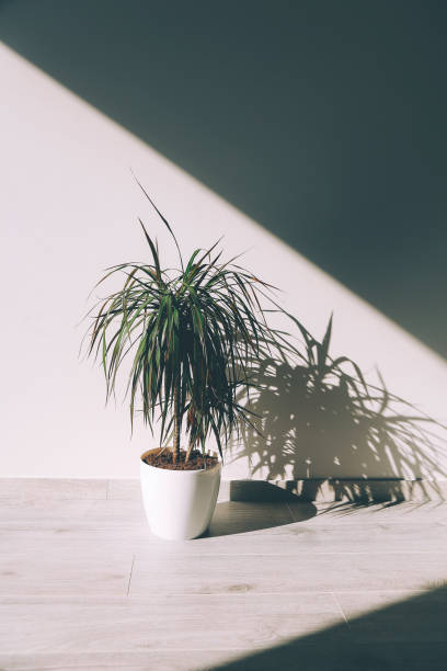 dracaena marginata en una olla contra una pared blanca - new life growth desert plant fotografías e imágenes de stock