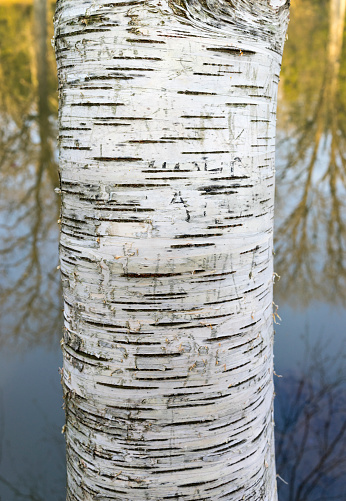 Aspen trees are all native to cold regions with cool summers, in the north of the Northern Hemisphere, extending south at high-altitude areas such as mountains or high plains.
