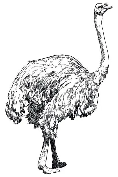 Vector illustration of Vector drawing of ostrich