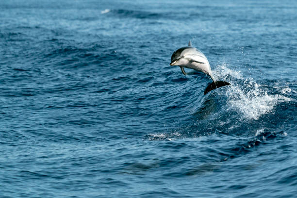 istock striped Dolphins while jumping in the deep blue sea 1214924796