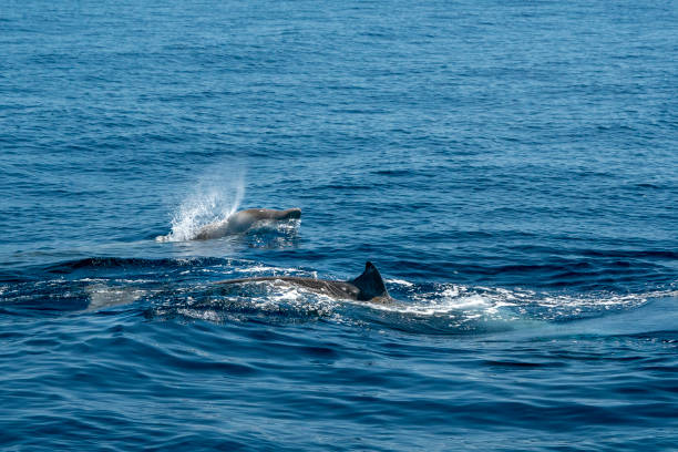istock Rare Goose Beaked whale dolphin Ziphius cavirostris 1214924833