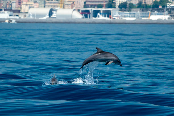 istock baby common dolphin jumping outside the harbor 1214924852