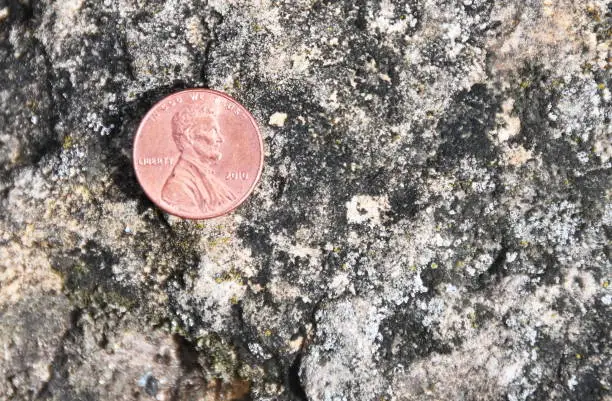 Photo of Penny on the Ground