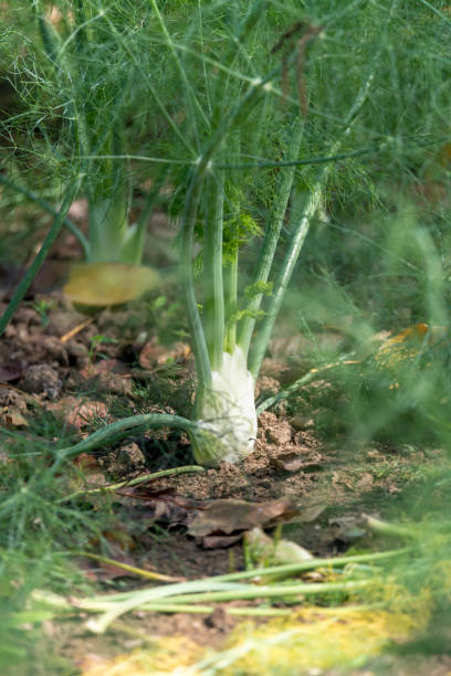 istock Single fennel grows on a field in a row with blurred background 1214925116