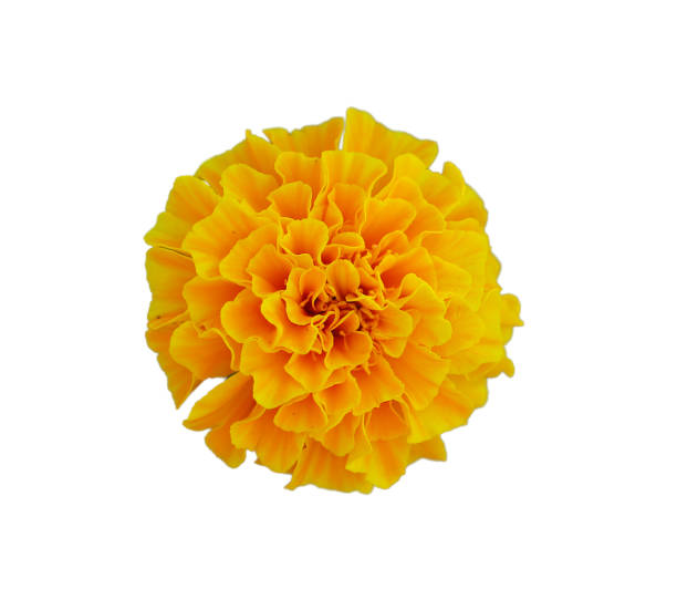 calendula isolato - pot marigold single flower flower flower head foto e immagini stock