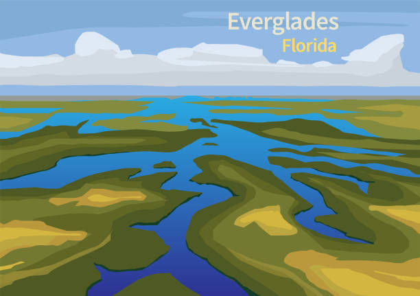 Landscape of Everglades saw grass, Florida Landscape of Everglades saw grass, water, and clouds in Everglades National Park, Florida, United States, vector illustration marsh illustrations stock illustrations