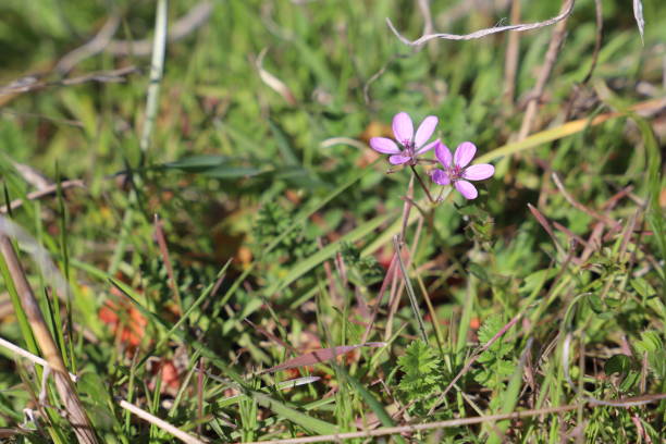 istock A wild but delicate pink flower 1214927780