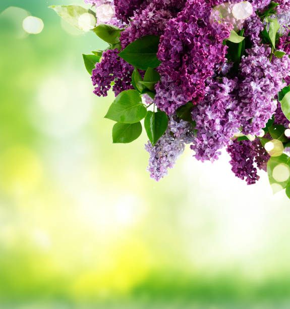 istock Fresh lilac flowers 1214928911