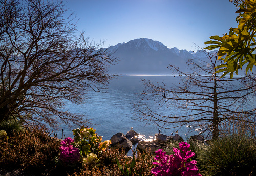 Beginning of Spring at the border of Lake Geneva in Switzerland in a sunny day with several plants, flowers and birds in the foreground and the beautiful Alps in the background.