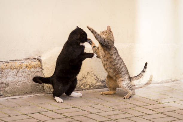 istock Two homeless cats fight against the wall 1214930070