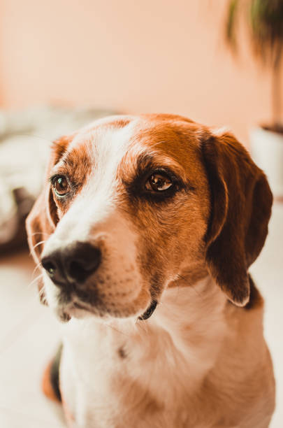 istock Cute and serious looking beagle dog portrait on a blurred background. 1214931702